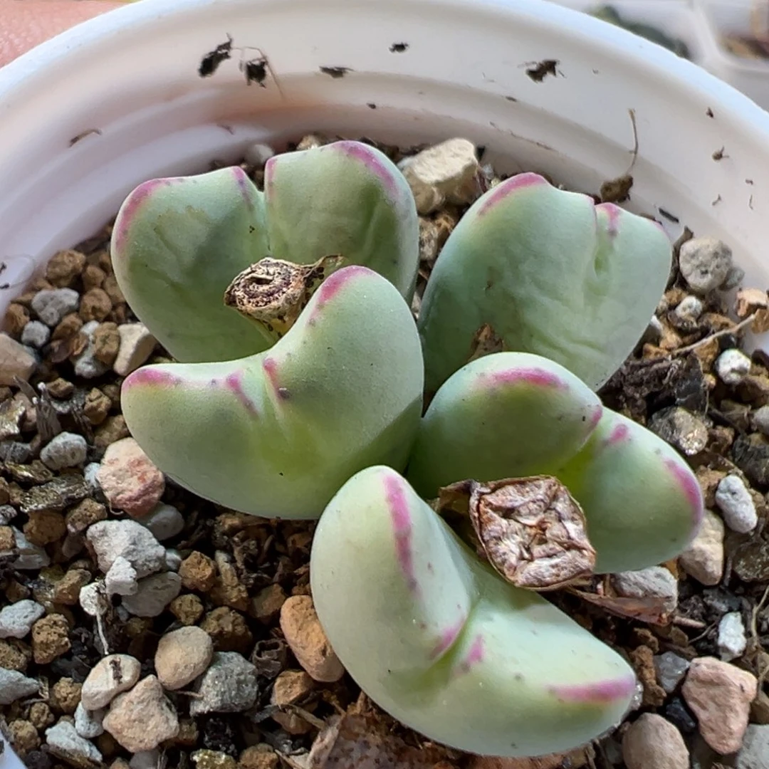 24074多肉植物种类