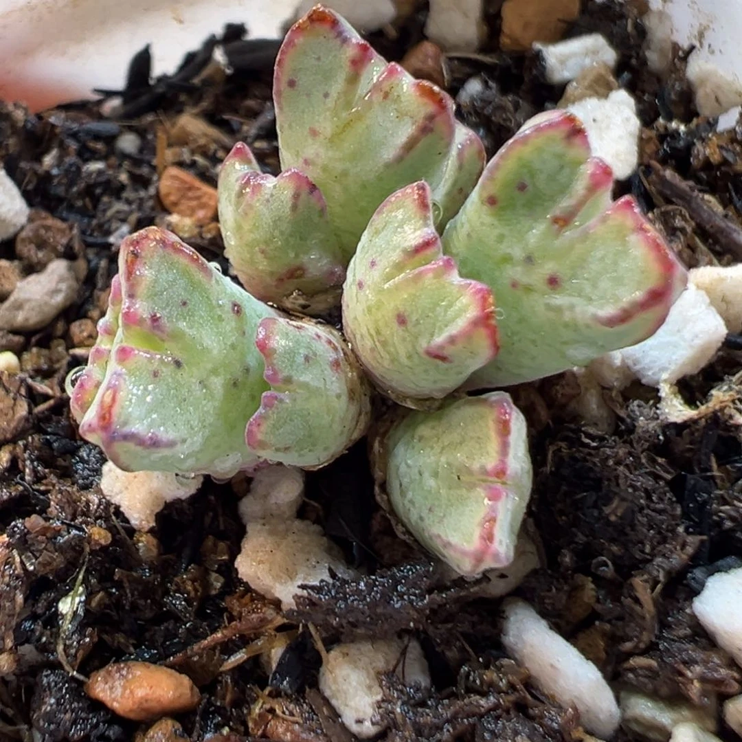24089多肉植物种类