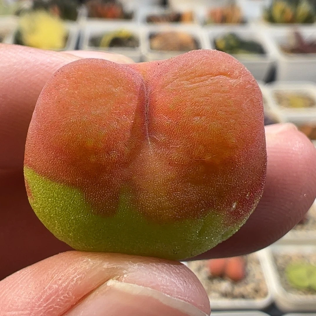 27056多肉植物百科
