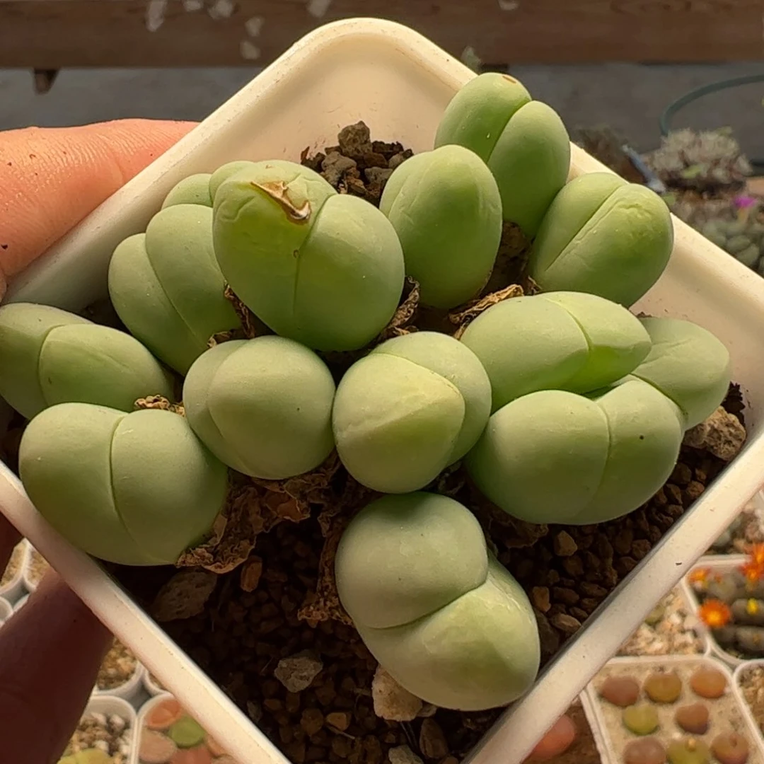 170185多肉植物百科