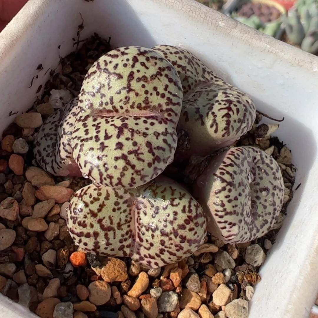 22055多肉植物百科