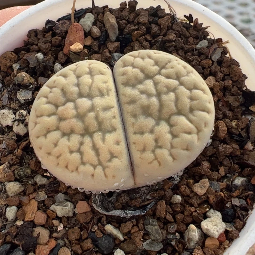 24074多肉植物百科