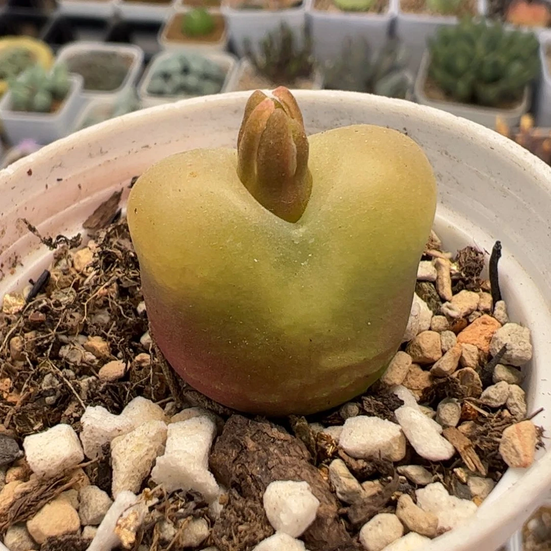 20126多肉植物百科