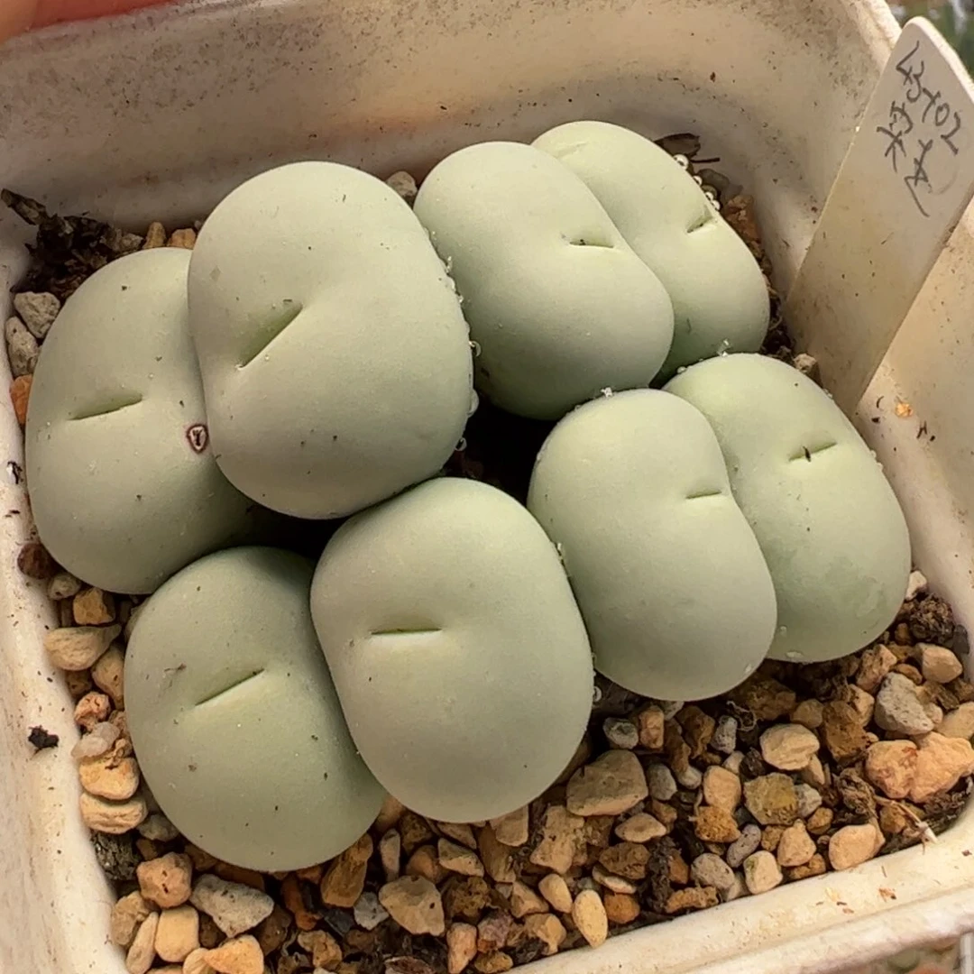 2211多肉植物百科