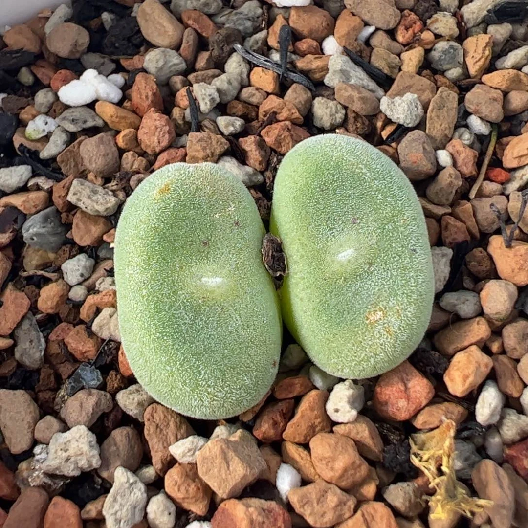 用****626096多肉植物百科