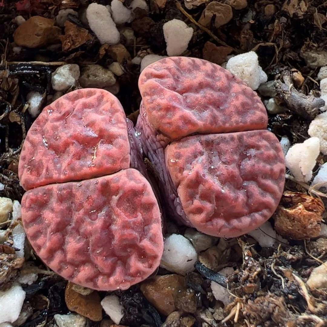 280120多肉植物百科