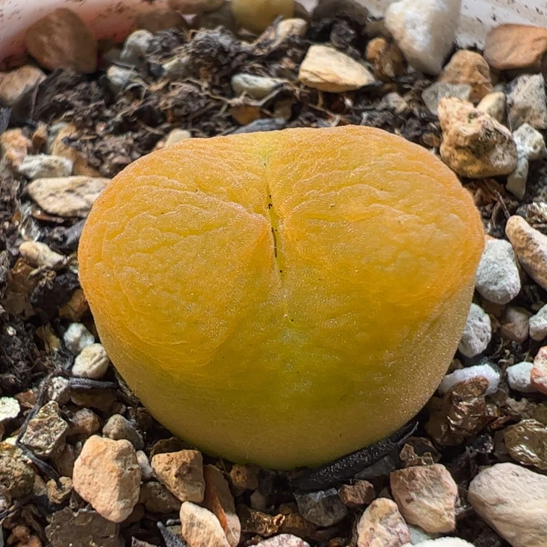160124多肉植物百科