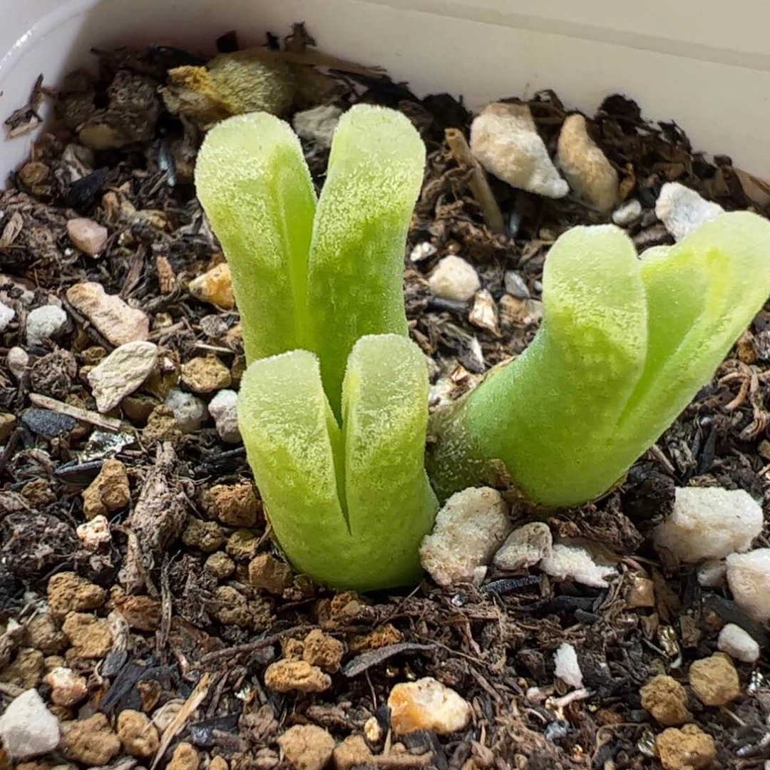 26052多肉植物百科