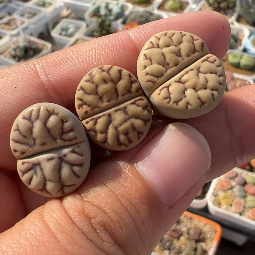 23099多肉植物百科