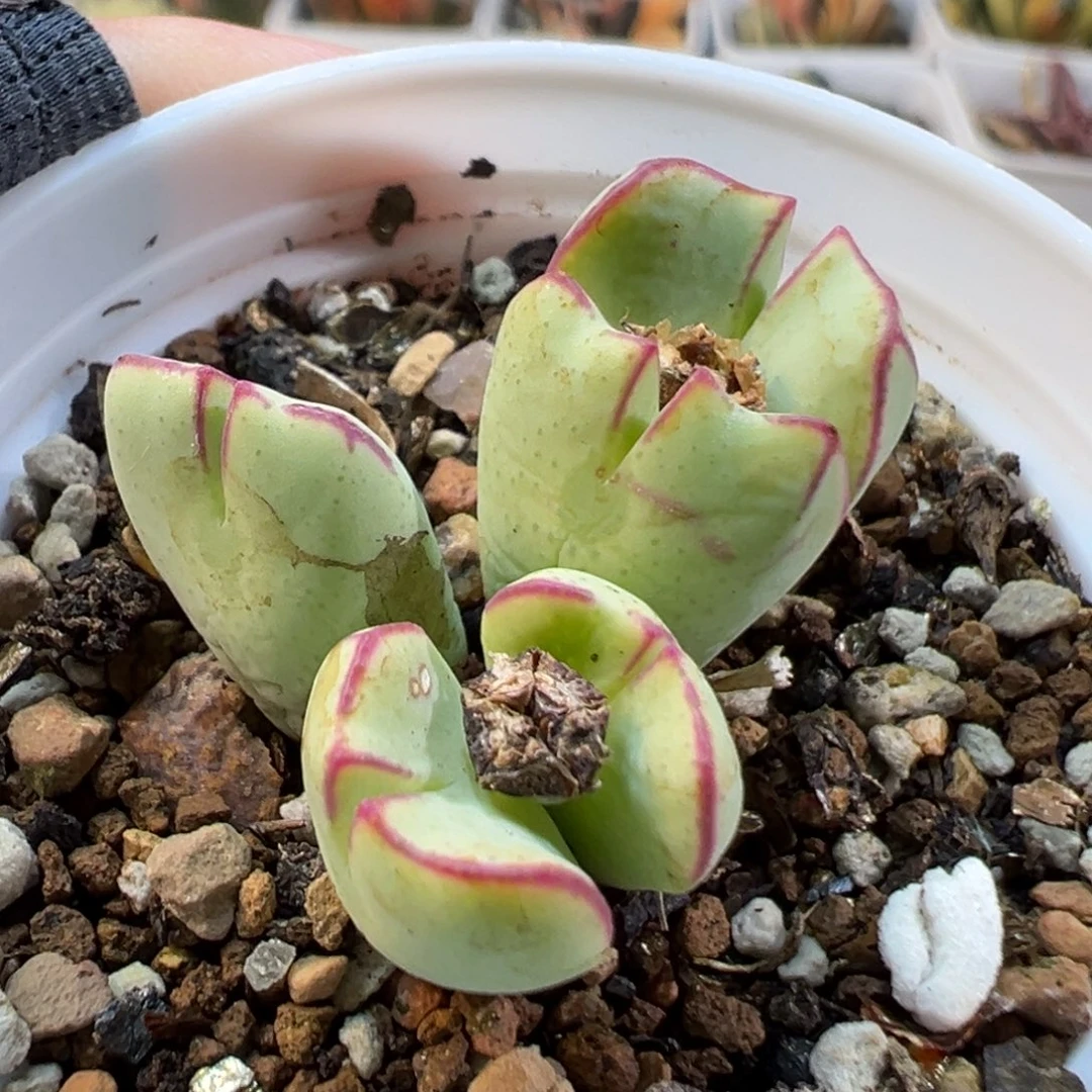 24056多肉植物种类