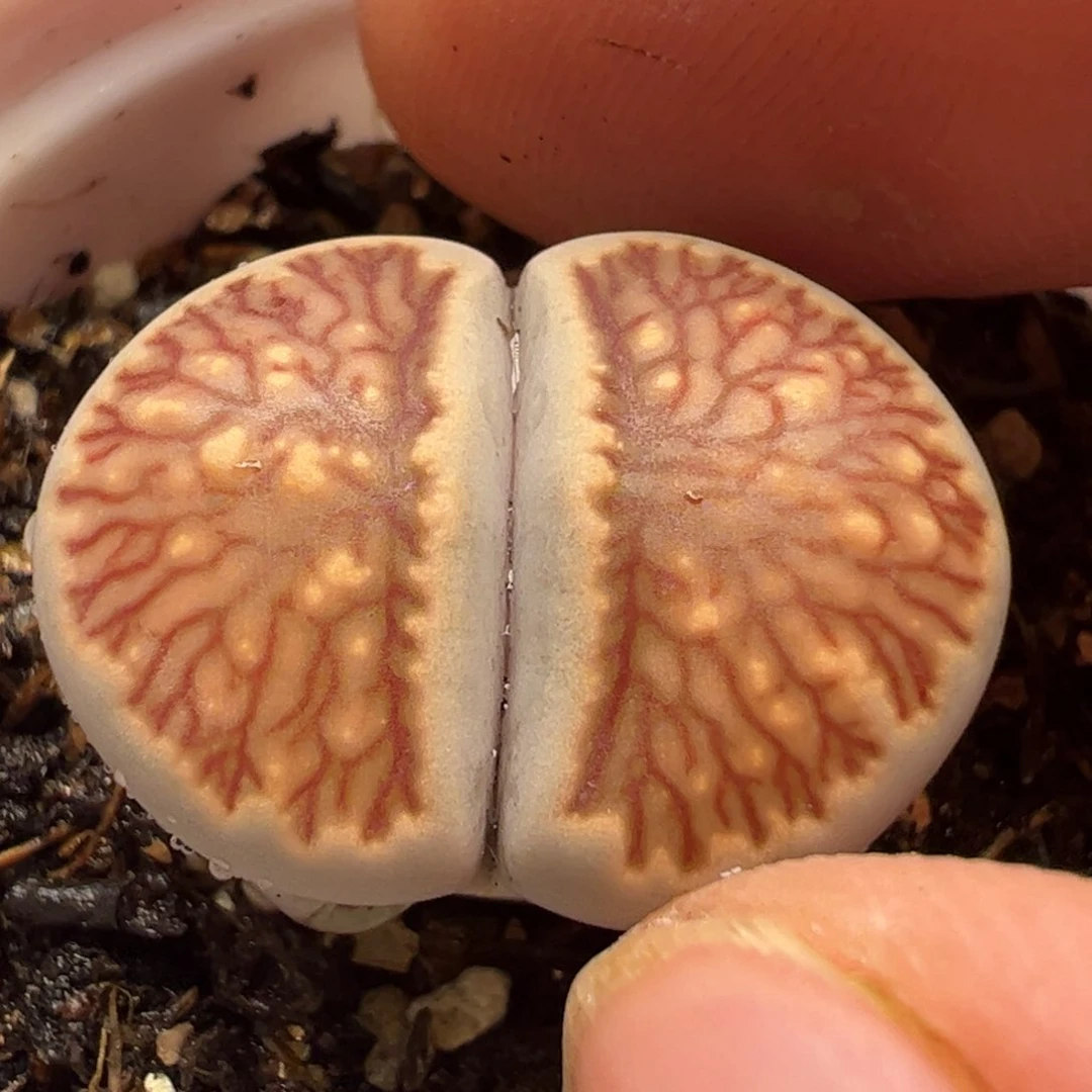 326多肉植物百科