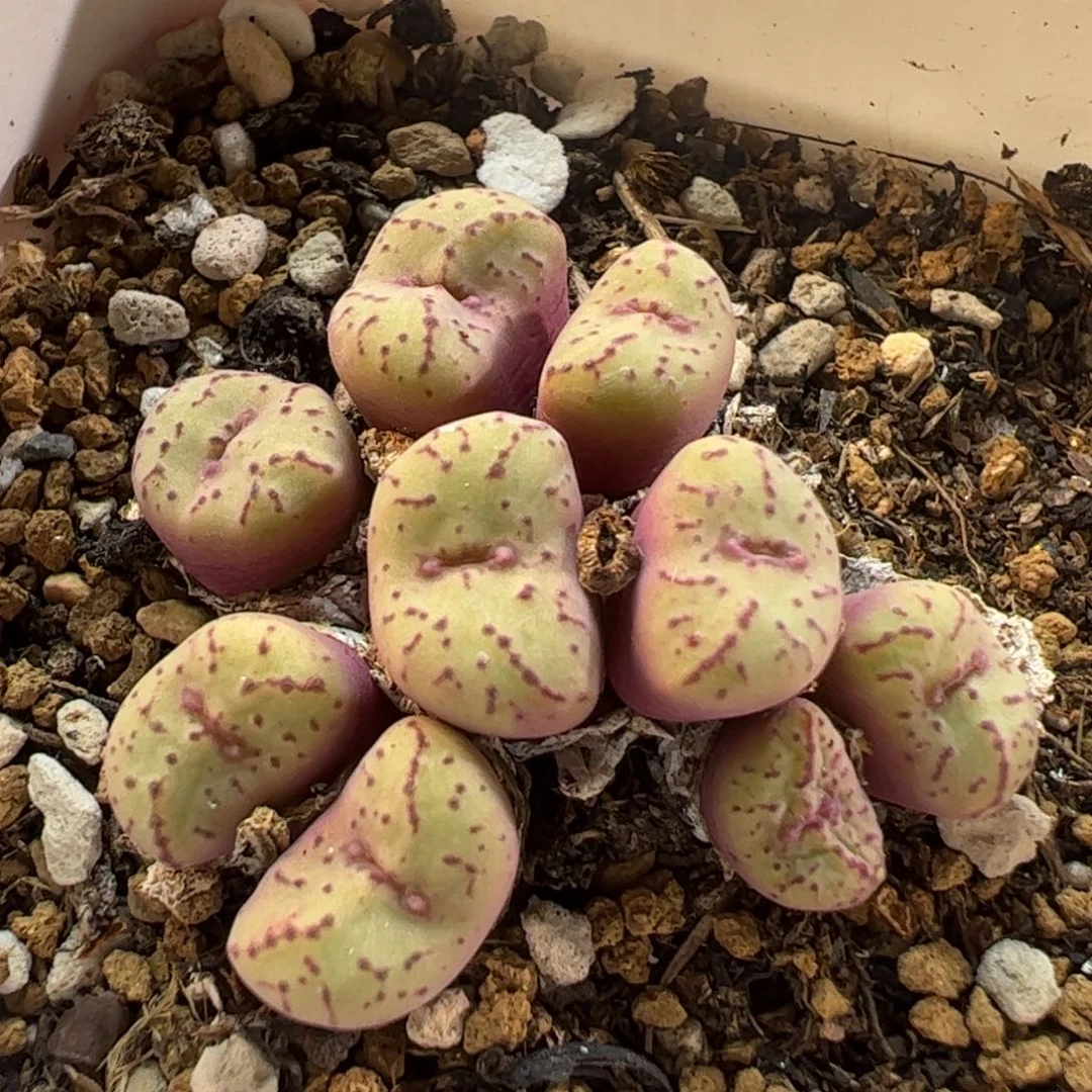 250114多肉植物百科
