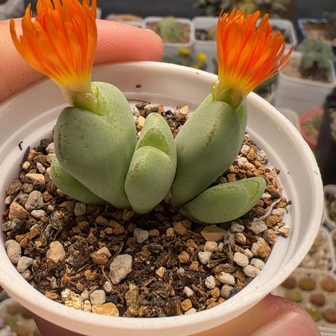 170100多肉植物百科