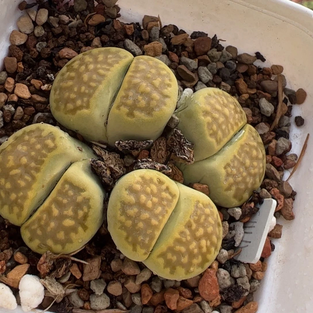 481多肉植物百科