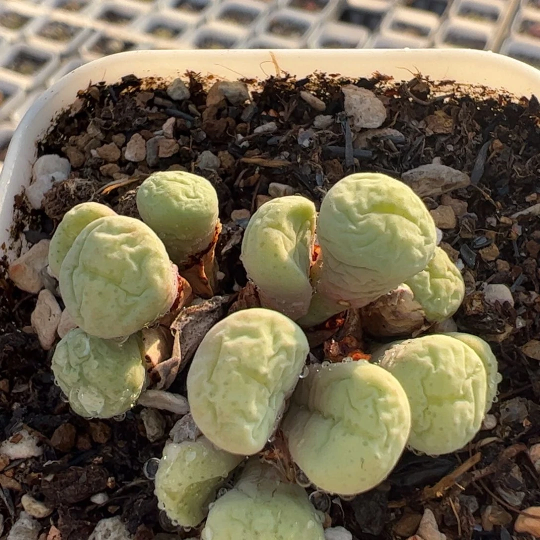 458多肉植物百科