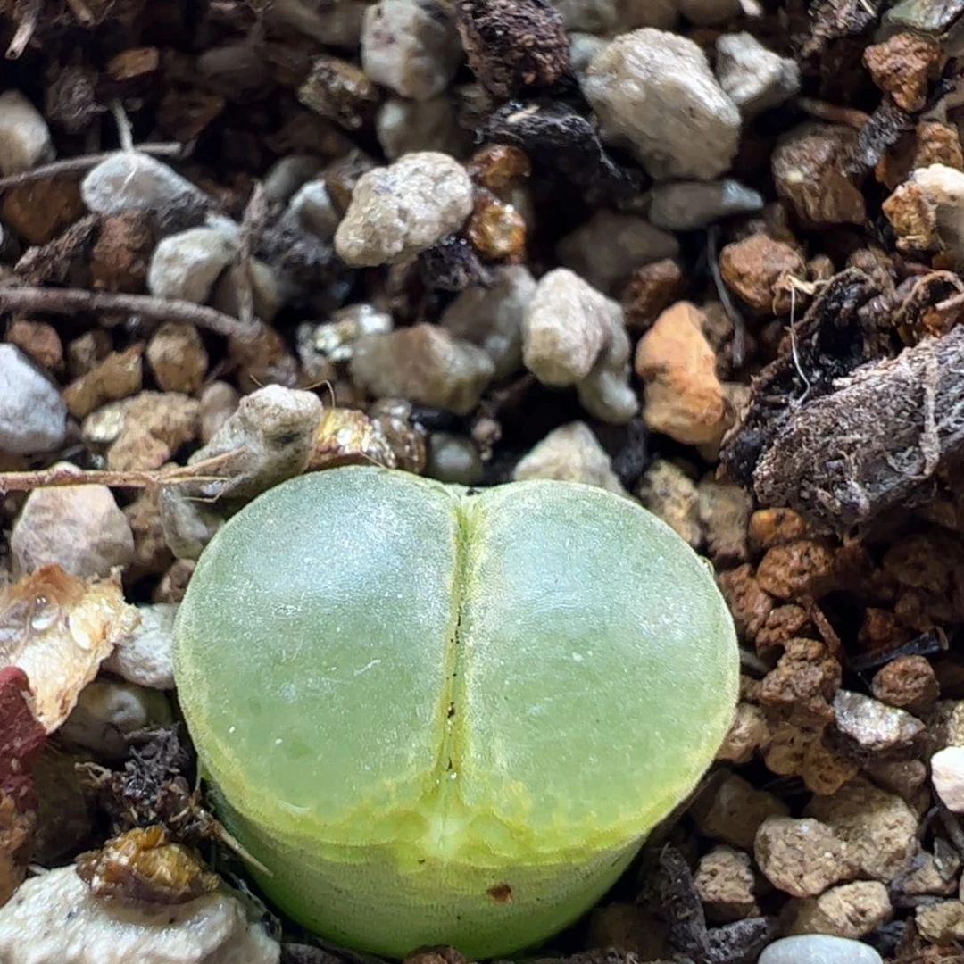 170170多肉植物百科
