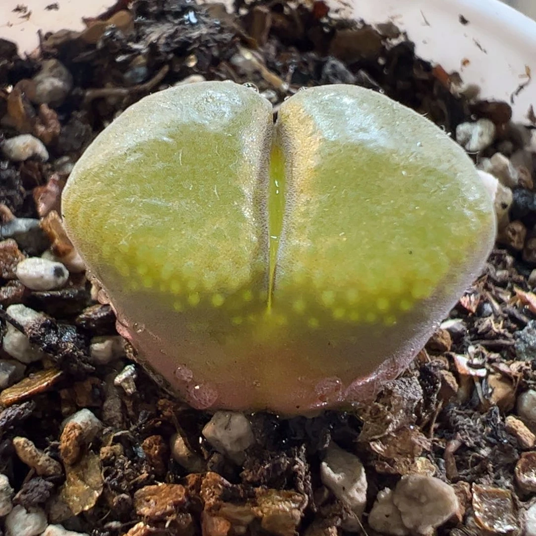 270119多肉植物百科