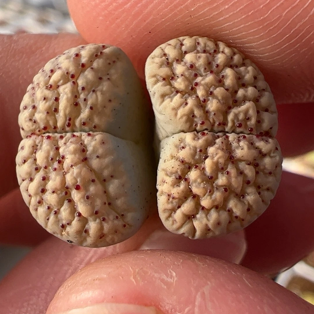 28045多肉植物百科