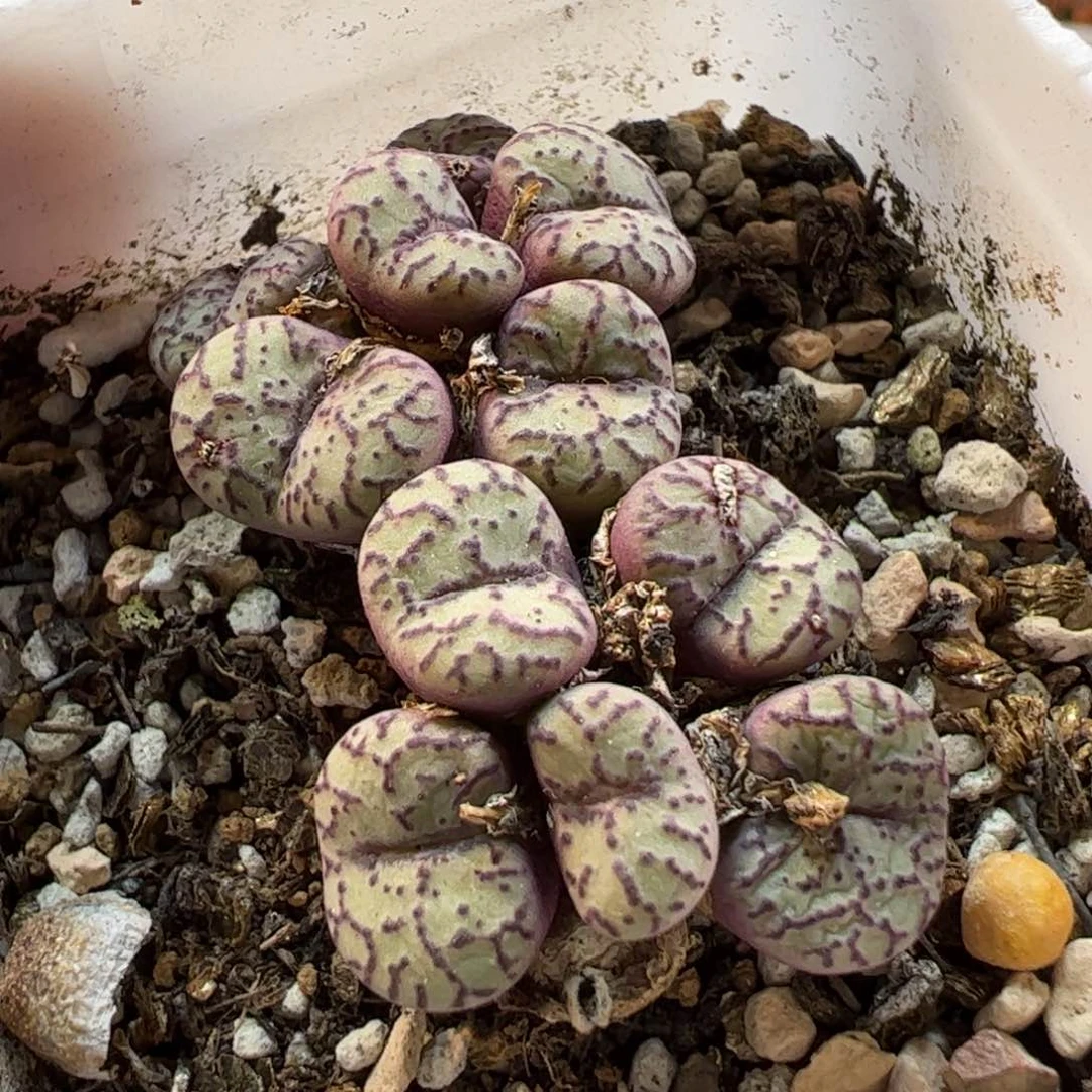 190108多肉植物百科
