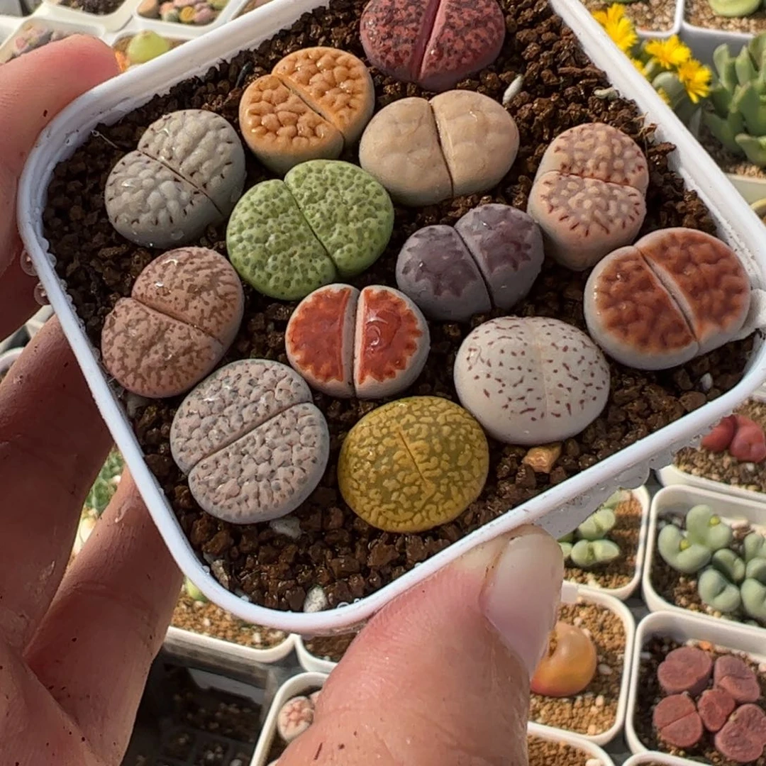 280131多肉植物百科