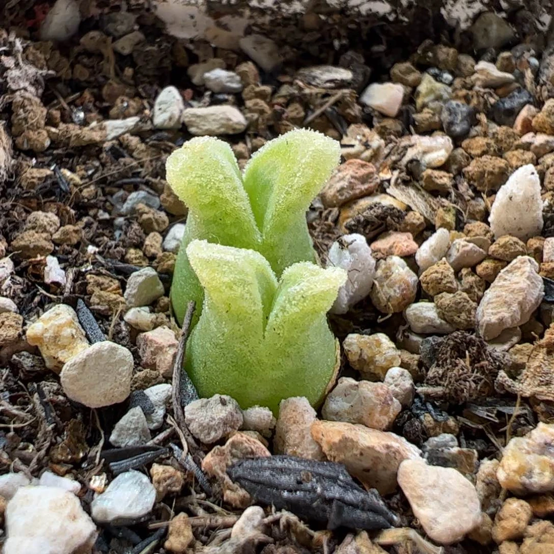 180202多肉植物百科