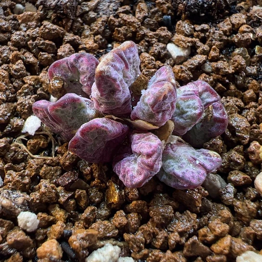 19089多肉植物百科