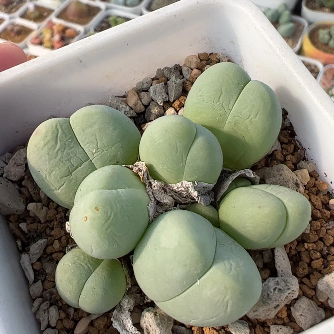 29060多肉植物百科