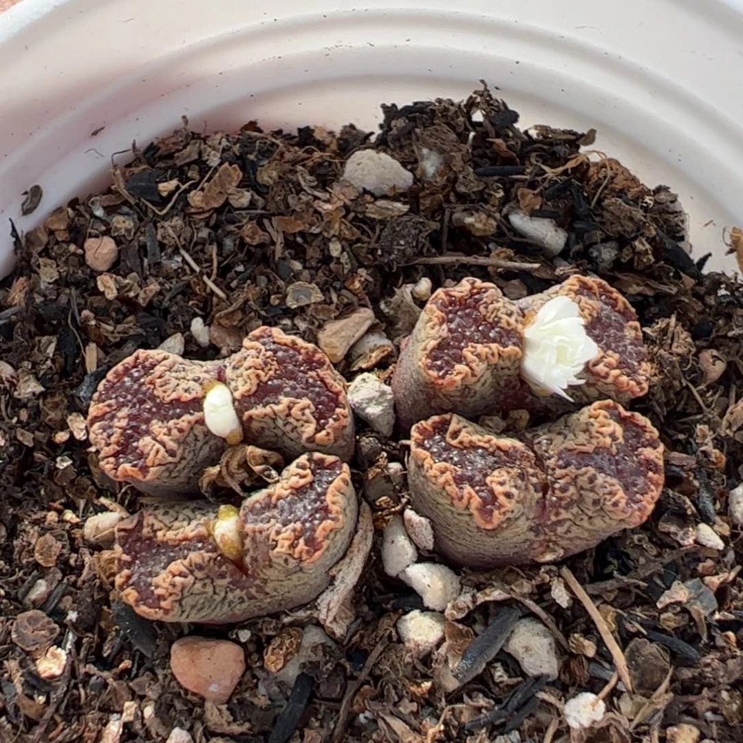 050220多肉植物百科