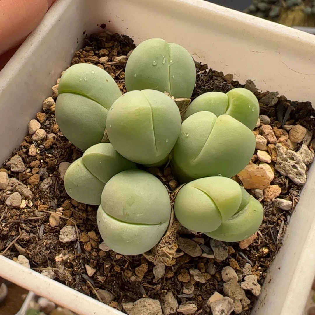 170108多肉植物百科
