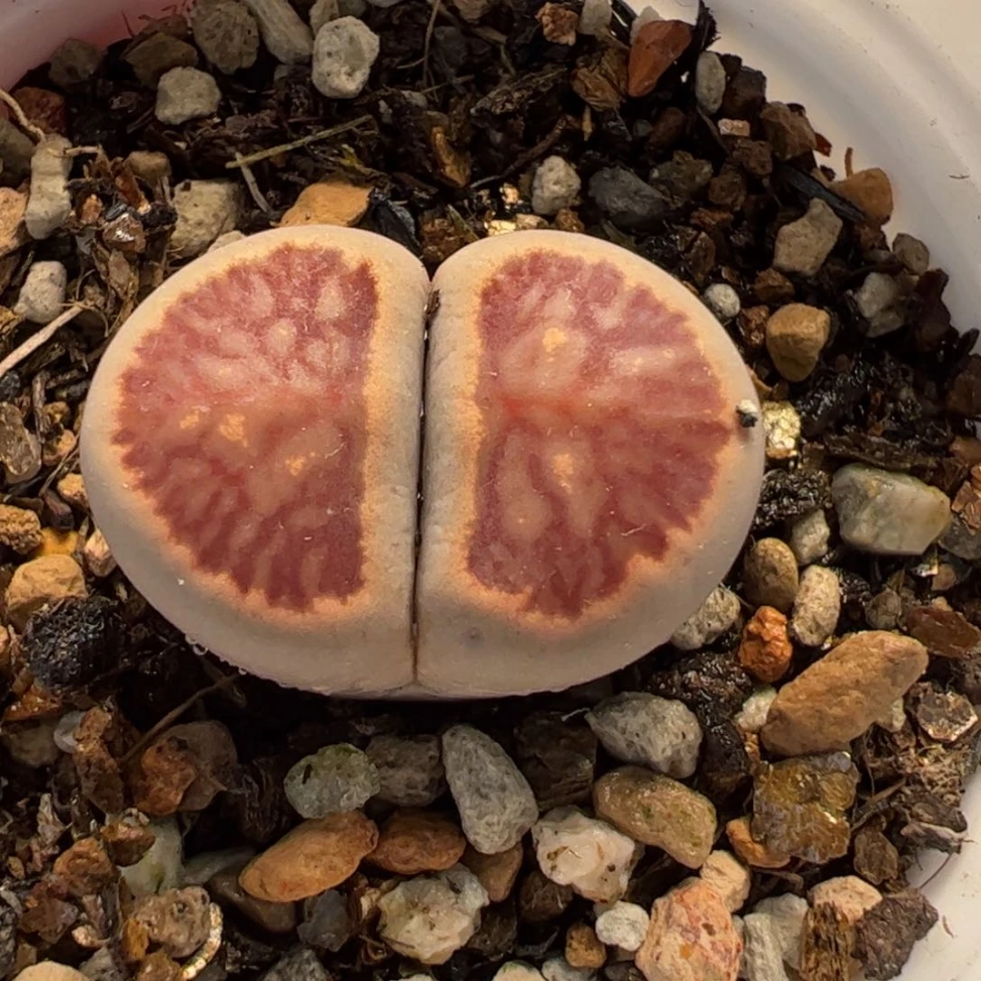 26072多肉植物百科