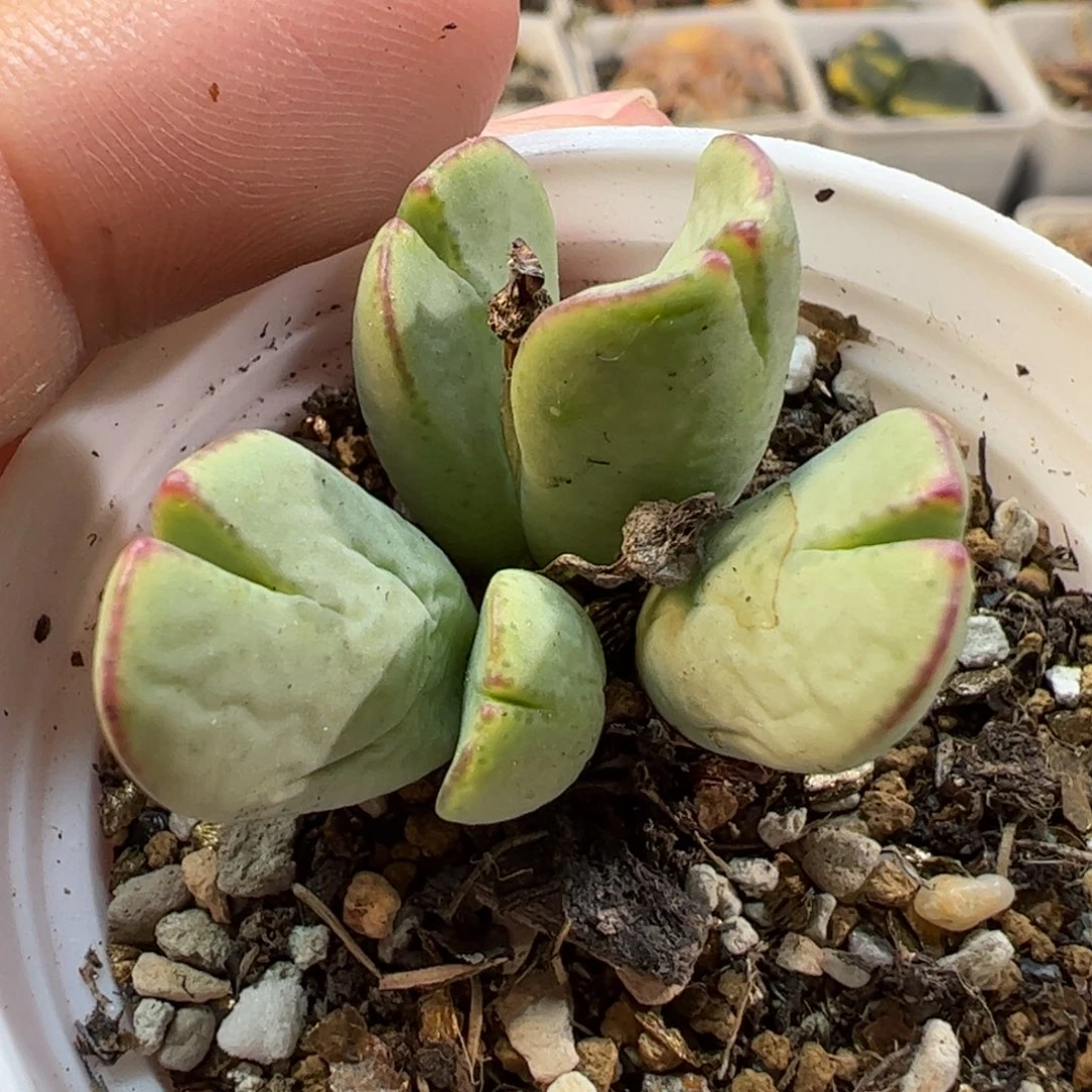 03.164多肉植物百科