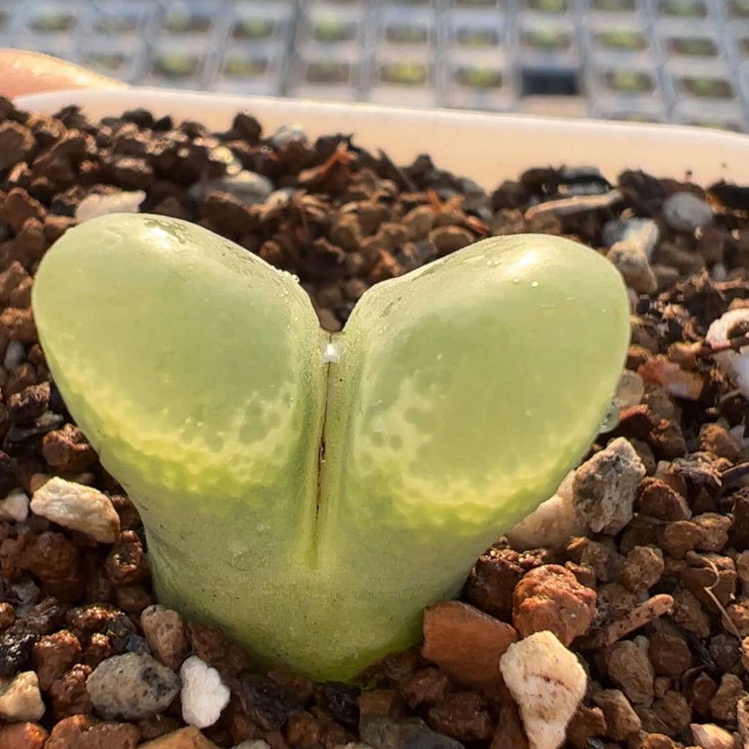 286多肉植物百科