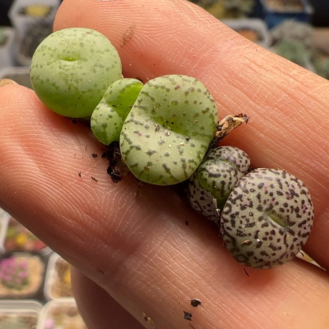 254多肉植物百科