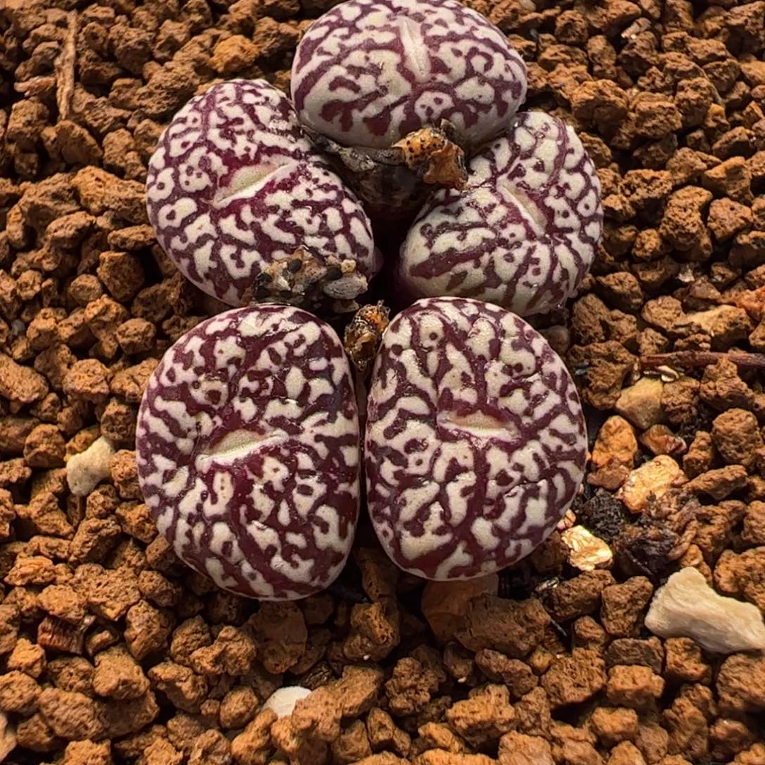 1212多肉植物百科