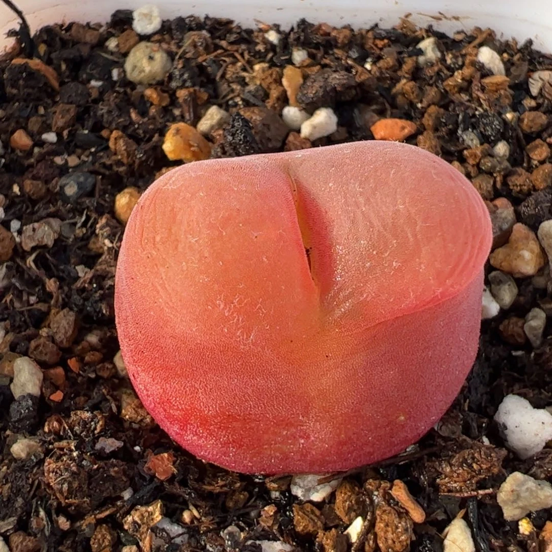 29043多肉植物百科