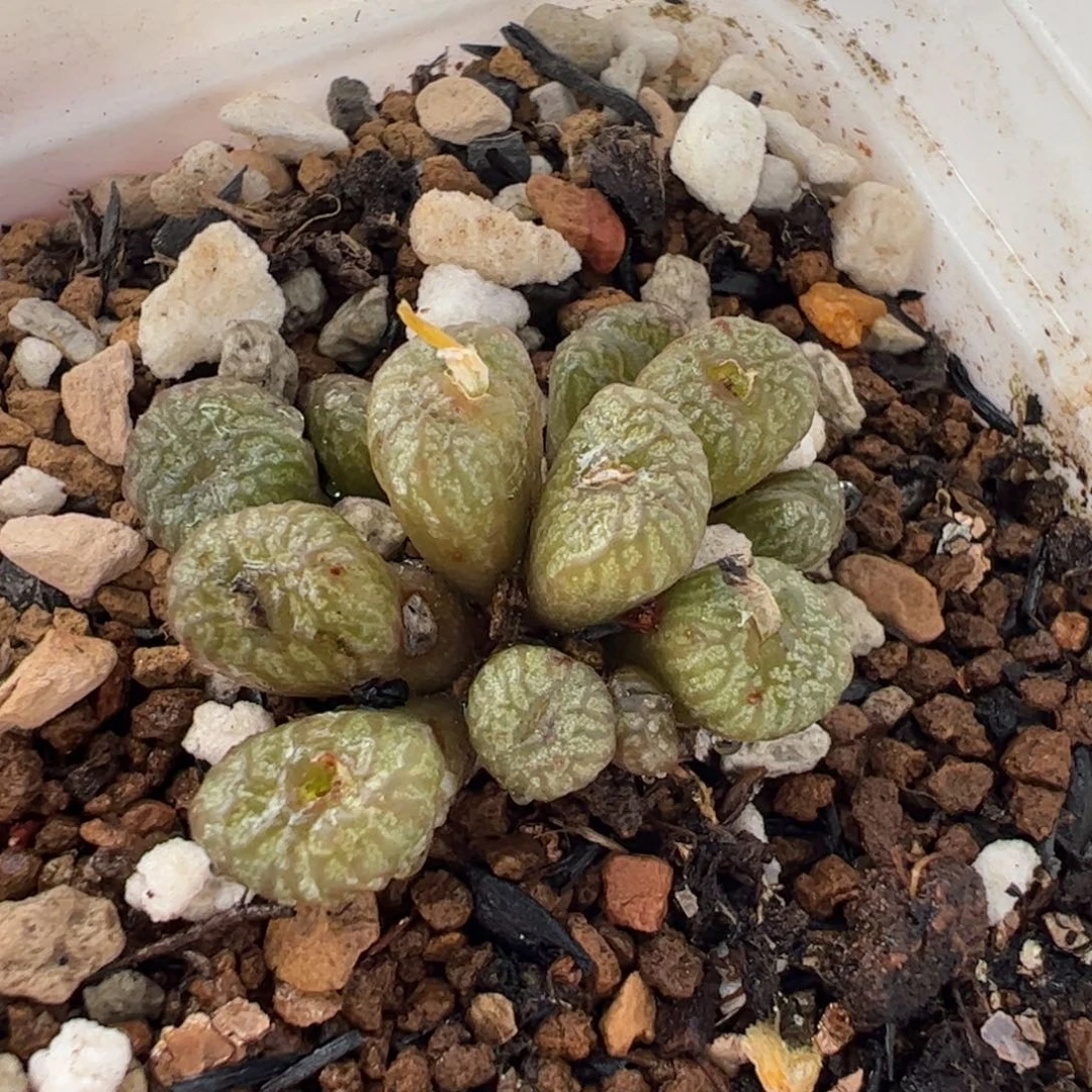 01048多肉植物百科