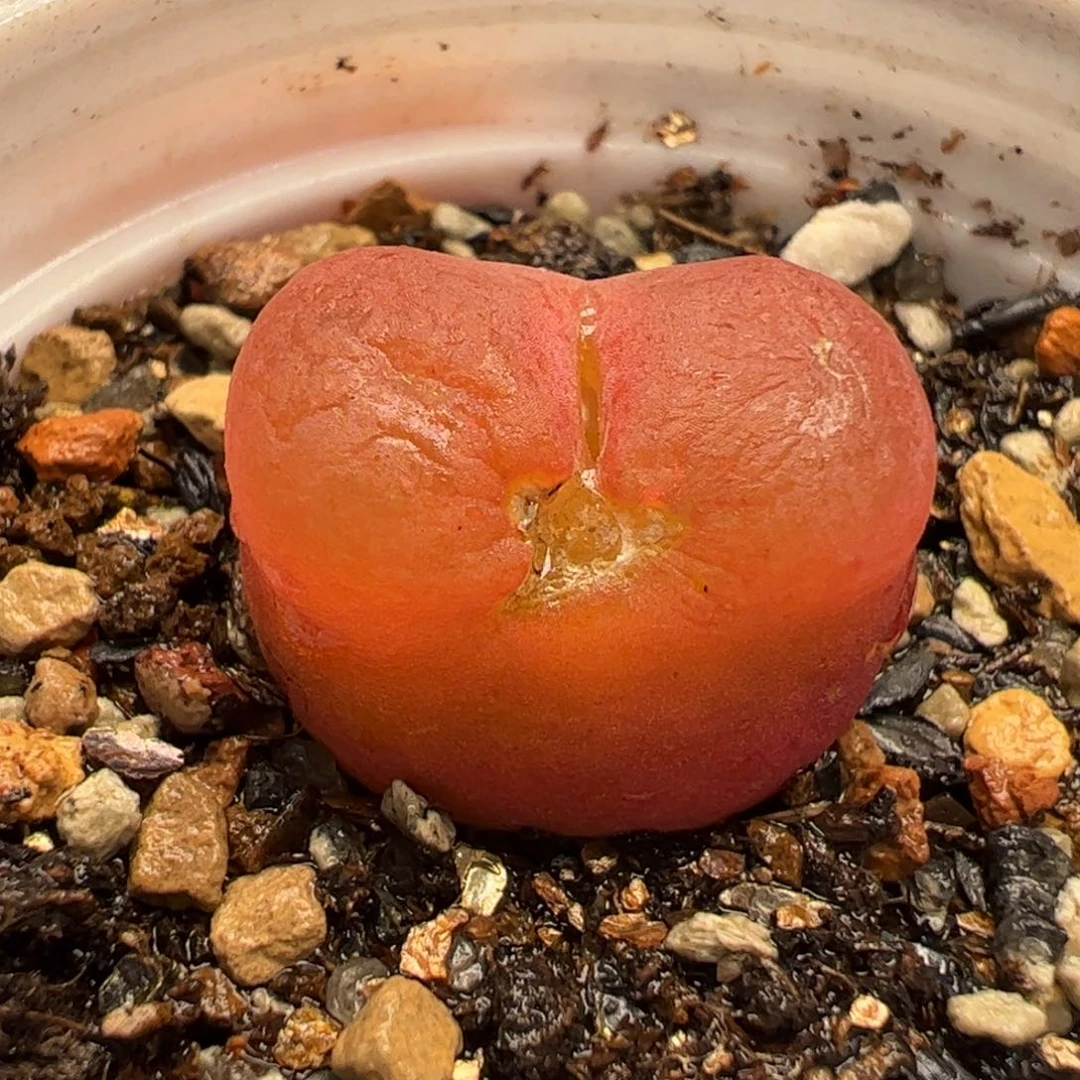 27048多肉植物百科