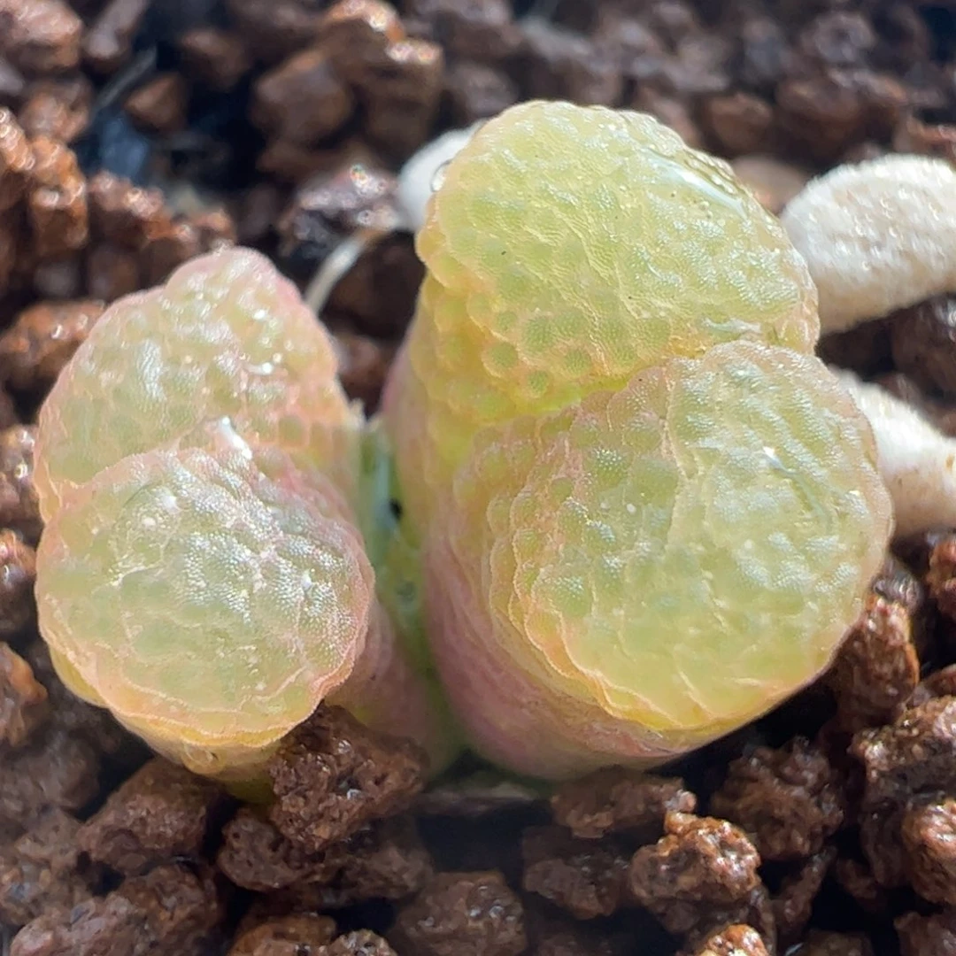451多肉植物百科