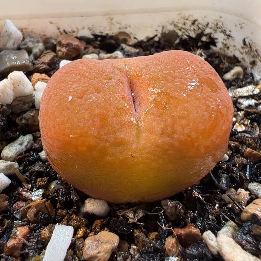 260240多肉植物百科