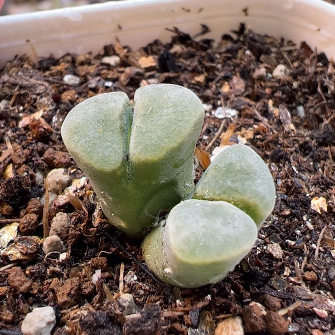 27043多肉植物百科