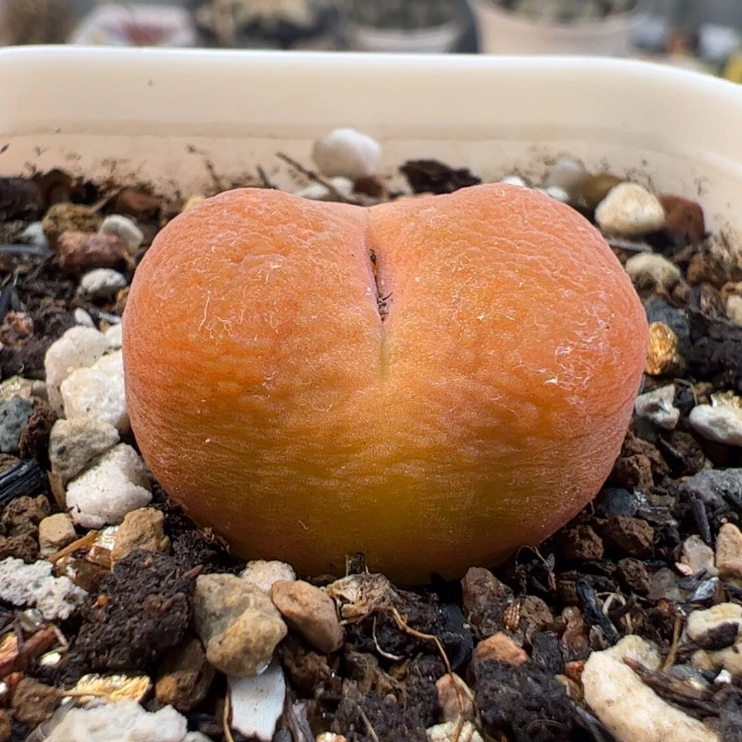 250116多肉植物百科