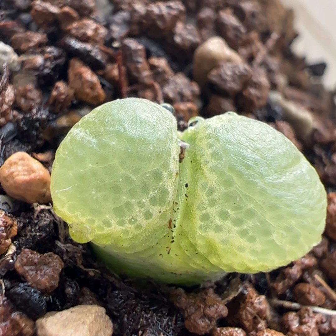 502多肉植物百科