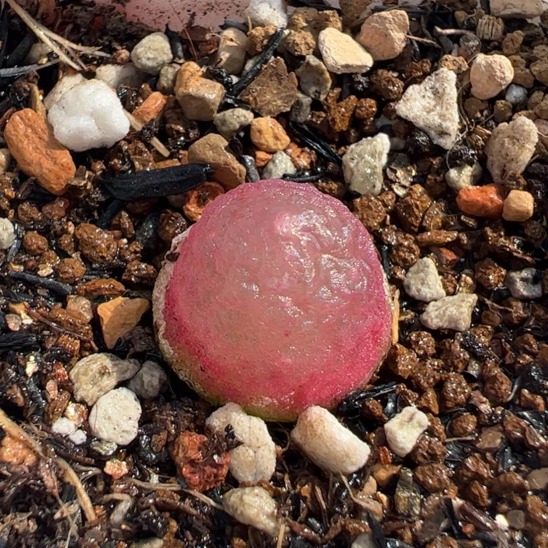 08083多肉植物百科