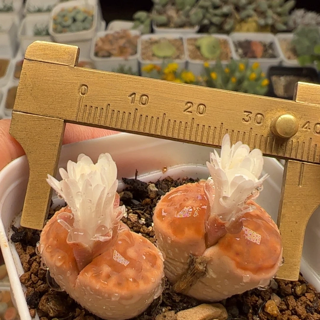 324多肉植物百科