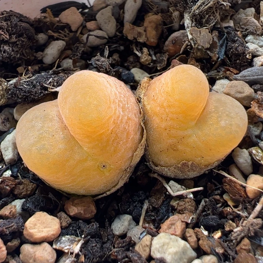 09016多肉植物百科