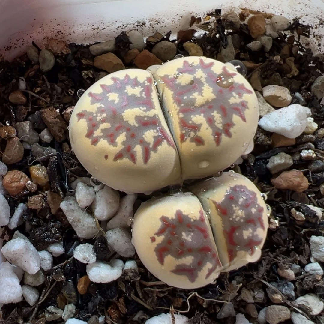 240110多肉植物种类
