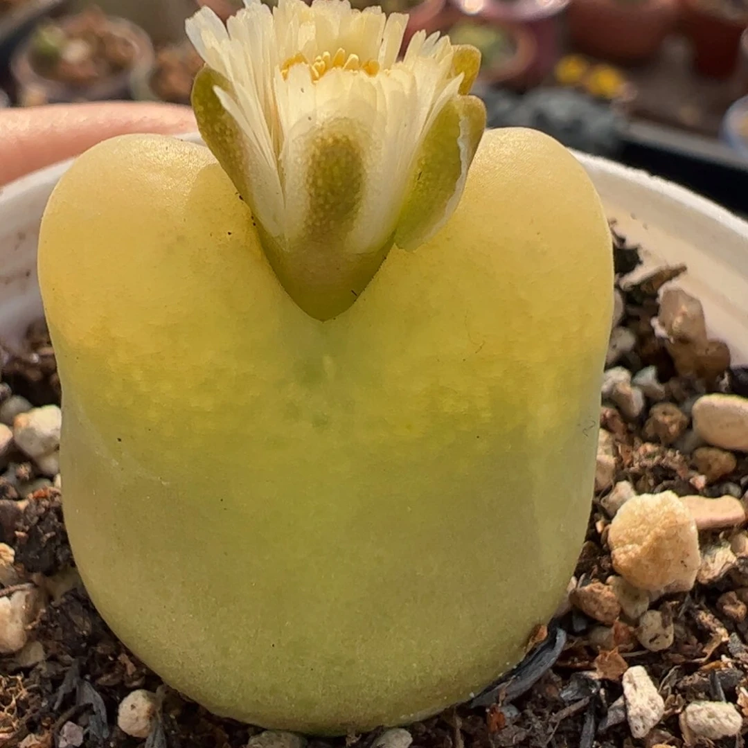 347多肉植物百科