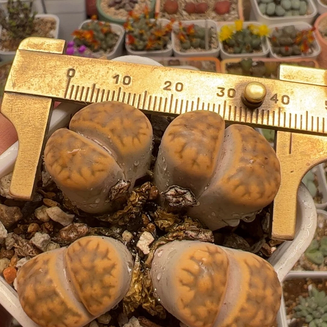 272多肉植物百科