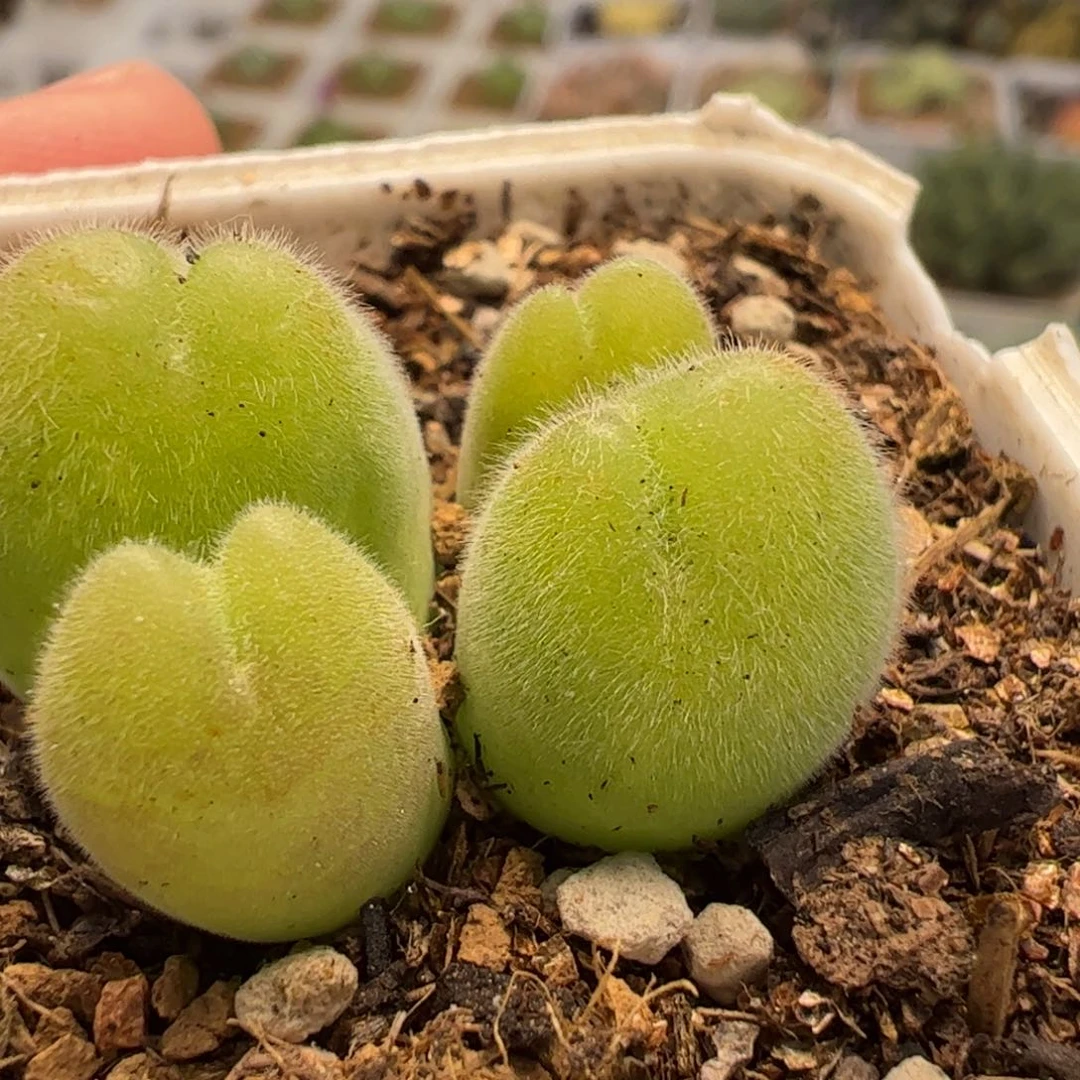 22025多肉植物百科