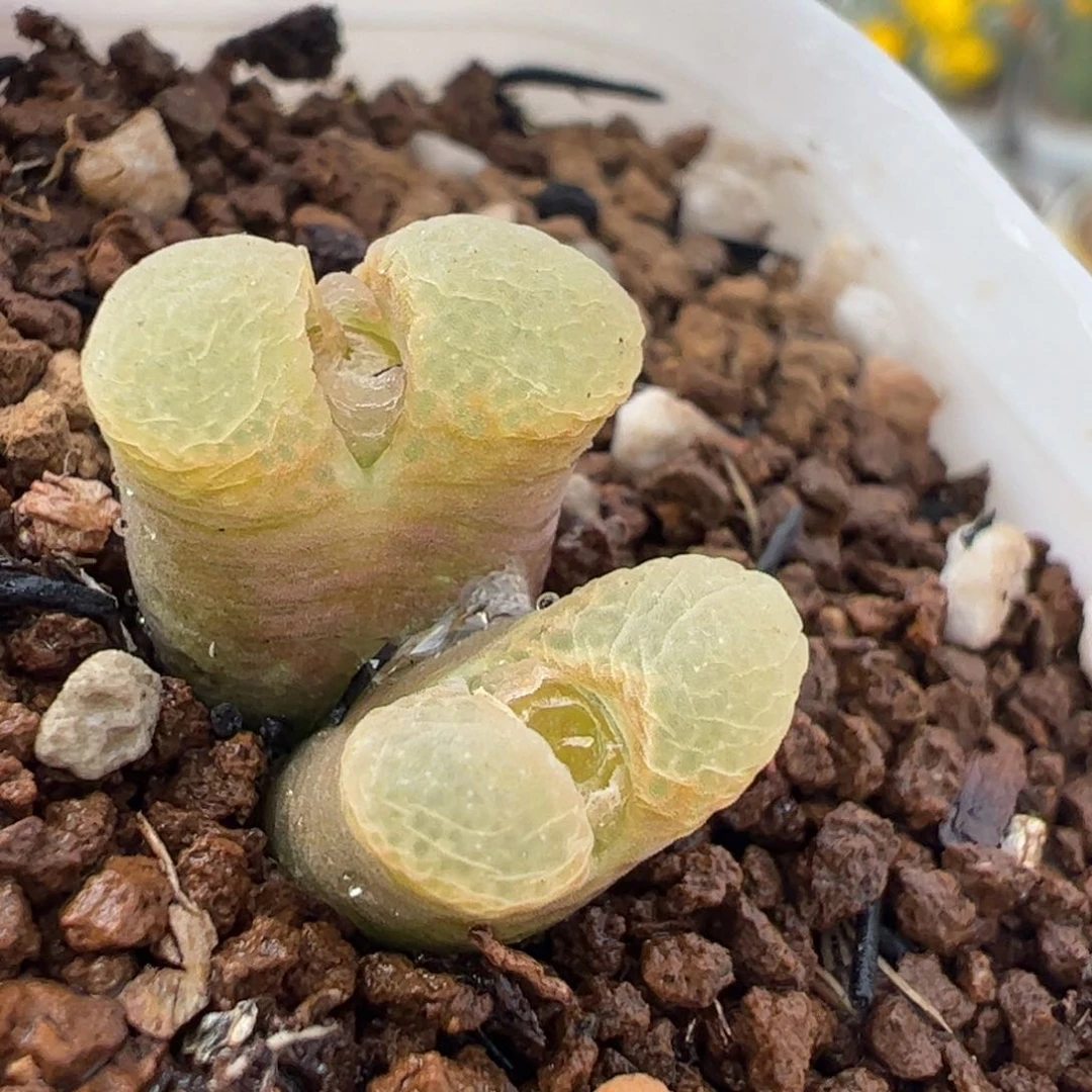 31092多肉植物百科